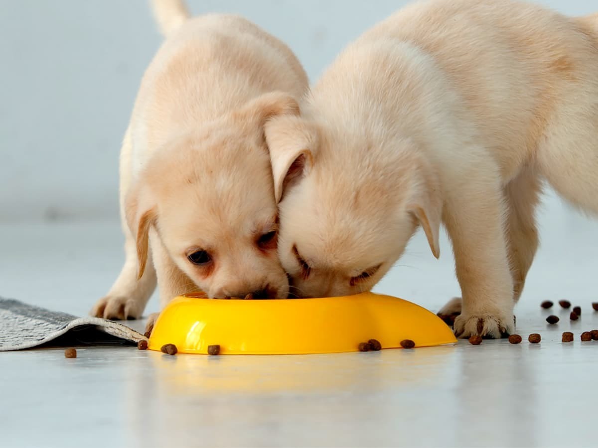 Fueling Furry Friends: Best Puppy Food for Growth and Health | Spot Pet
