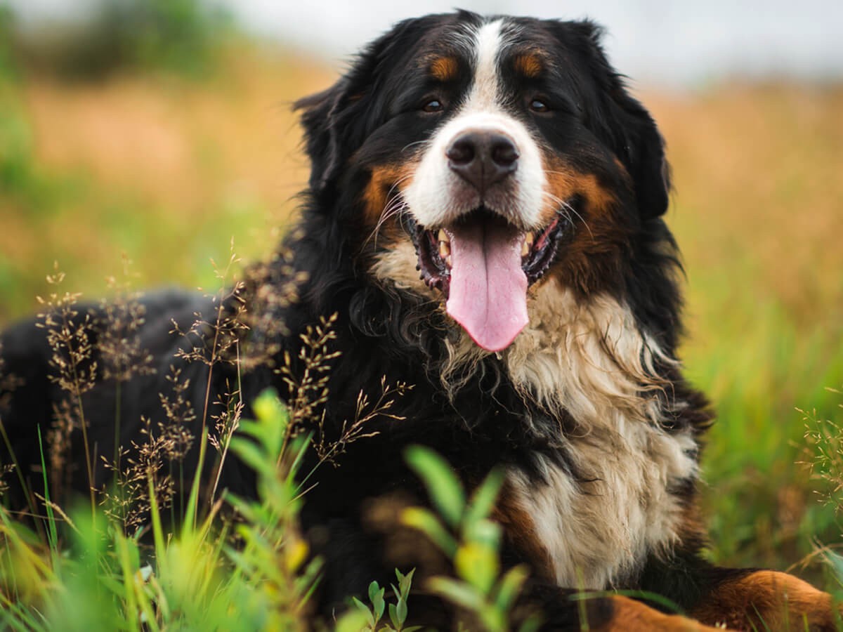 do bernese mountain dogs get along with other dogs