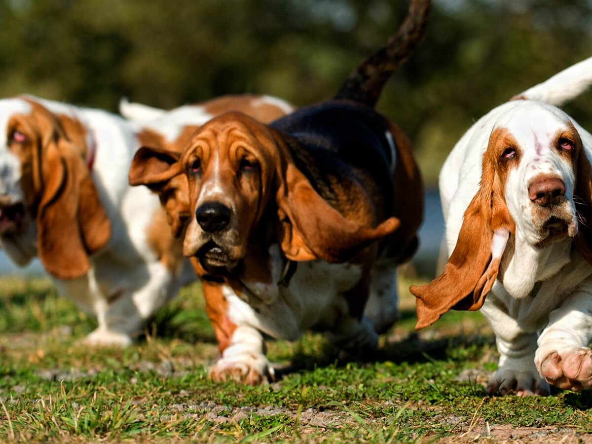 how to train a basset hound to track