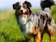 Australian Sheep Dog Puppies Australian Sheep Dog Puppies