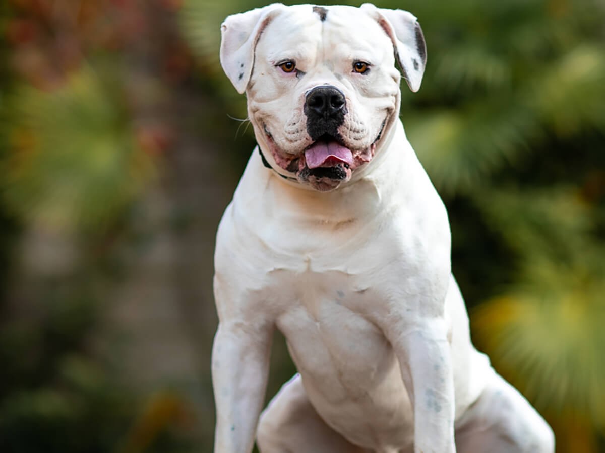 What's the Price of an American Bulldog in 2024? | Spot®