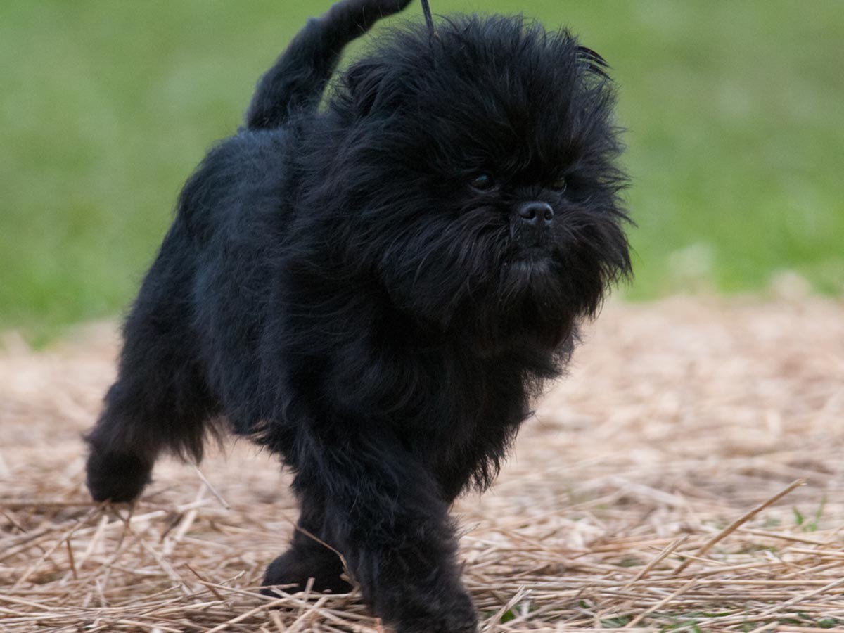 Affenpinscher Dogs History, Characteristics, and Care