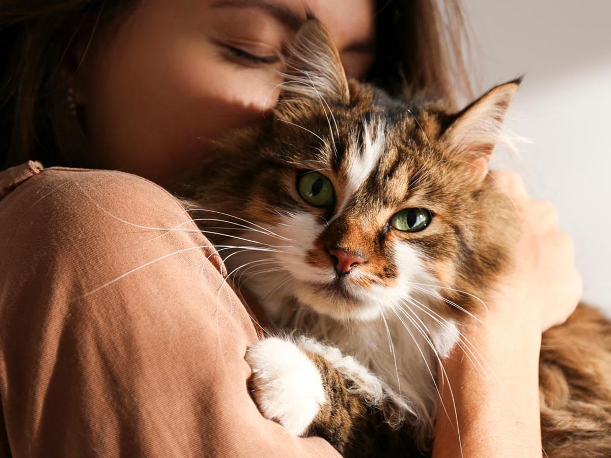 20 Most Important Cat Care Tips Spot®