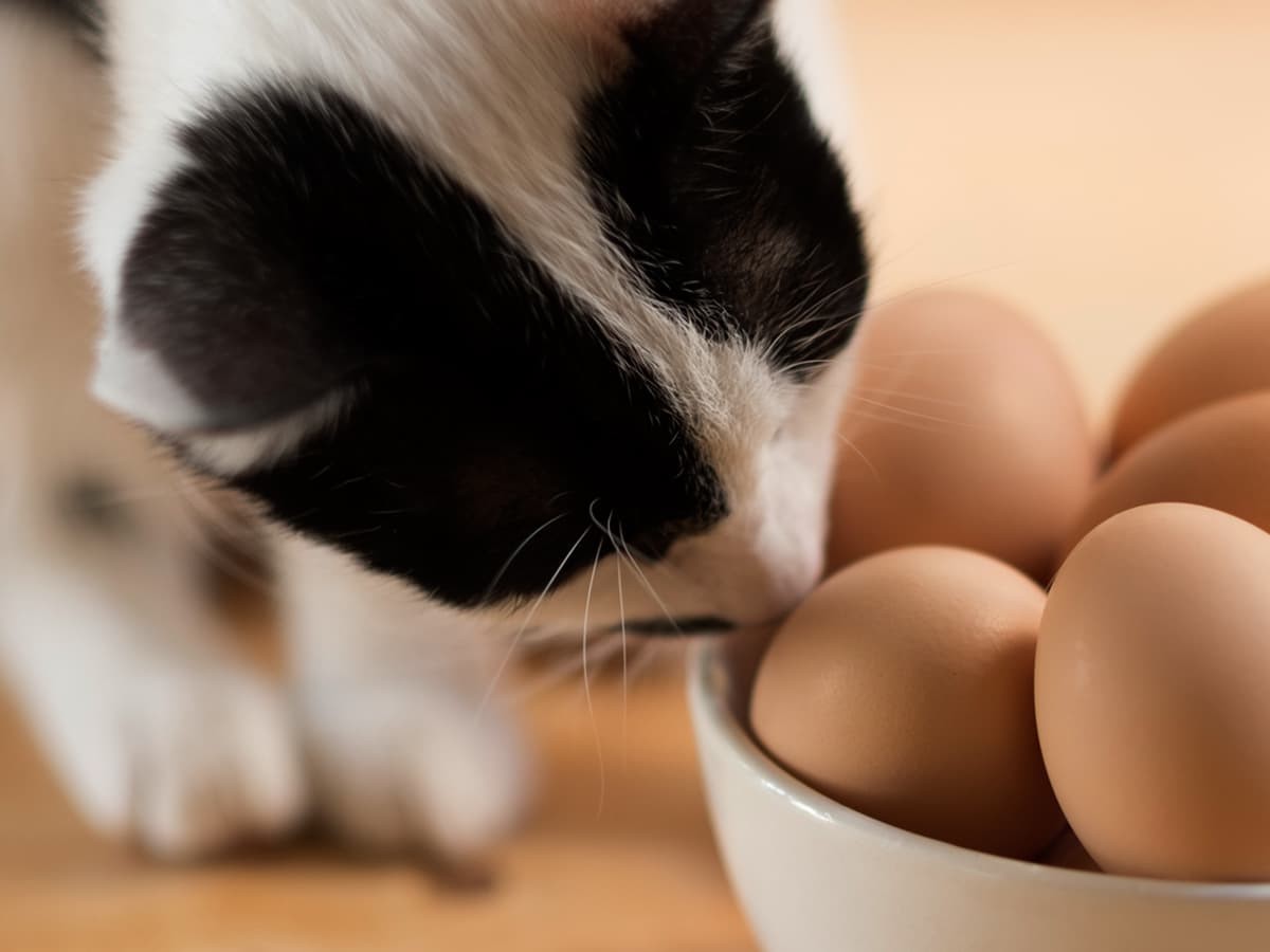 are eggs good for dogs and cats