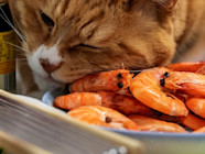 DANGER Read This Before You Feed Your Cat Shrimp Spot 