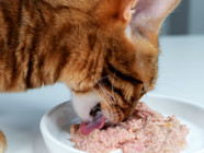 Cat Eating Tuna Fish