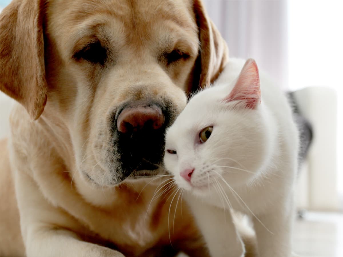 Cats and Dogs Cohabitation