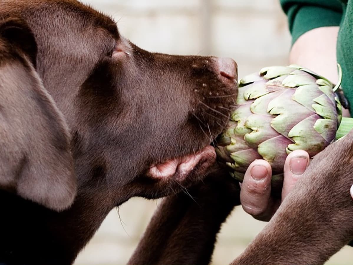 Can dogs 2025 have artichokes