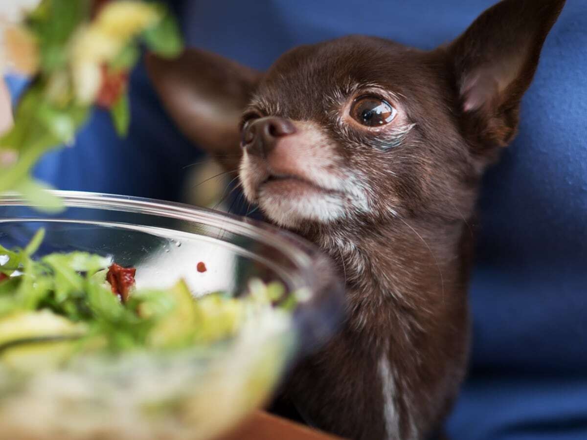 can my dog eat salad