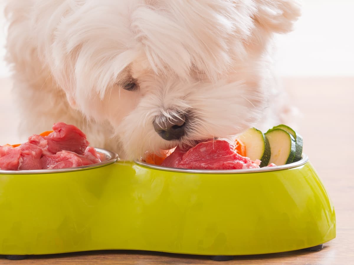 Best steak hot sale for dogs