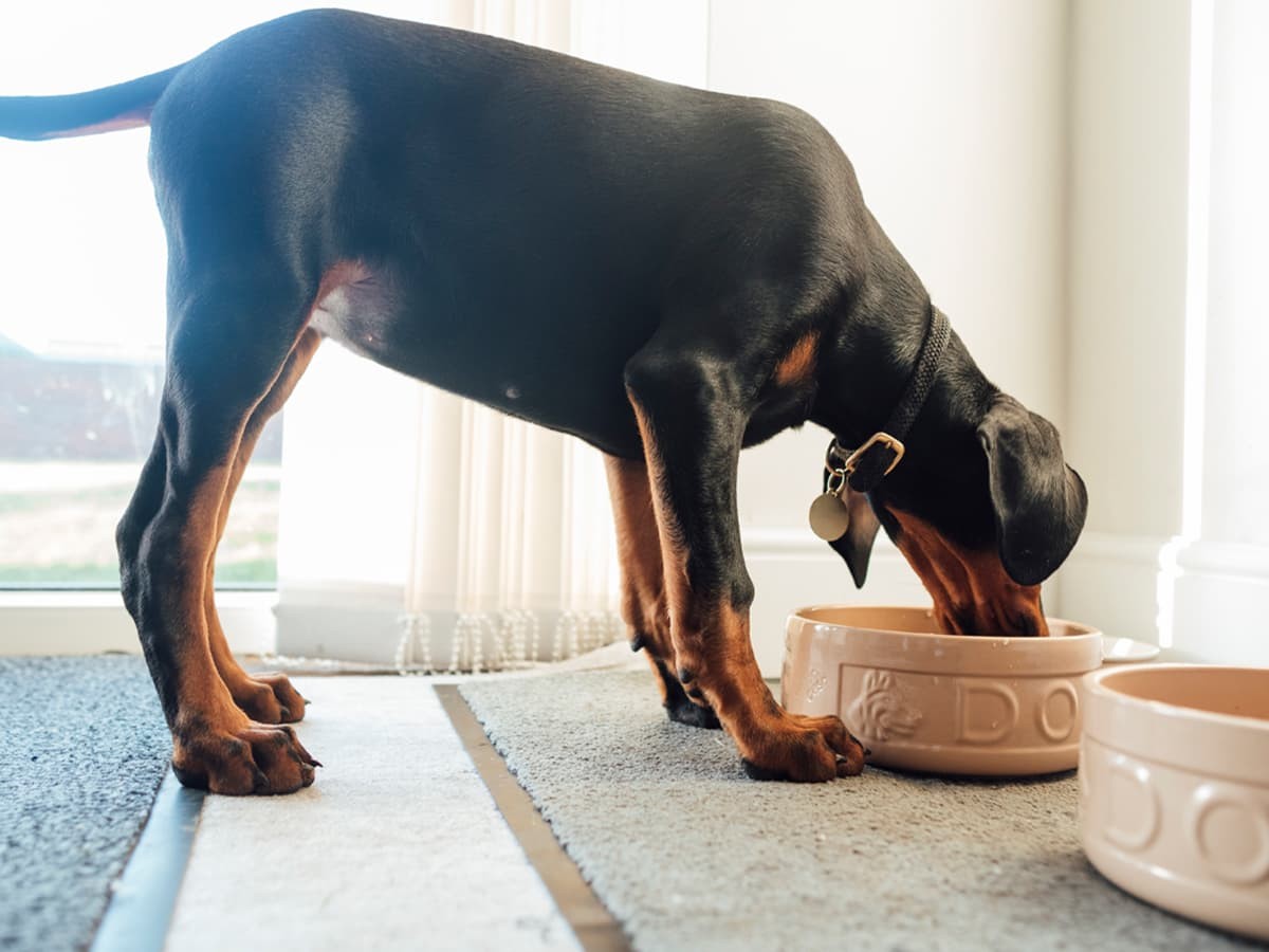 Can dogs eat black hot sale beans