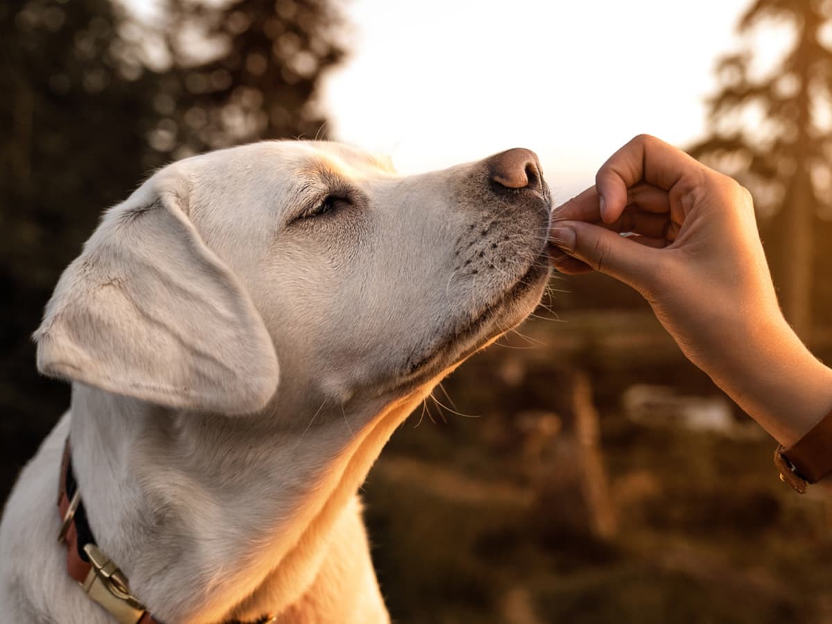 is brussel sprouts safe for dogs