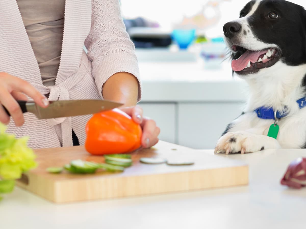 is celery harmful to dogs