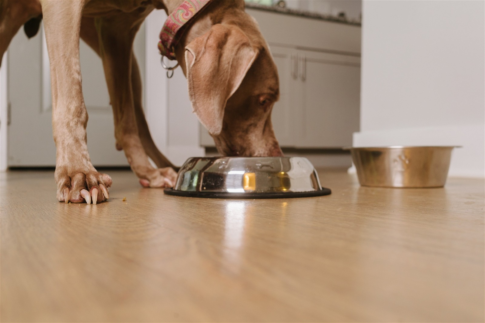 How Long Can a Dog Go Without Eating? Spot®