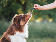 Can Tea Tree Oil Kill Dogs
