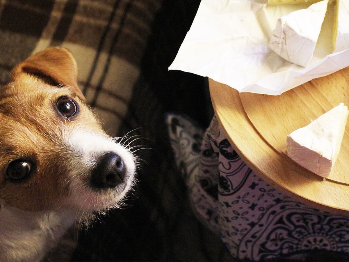 what happens if a dog eat mozzarella cheese