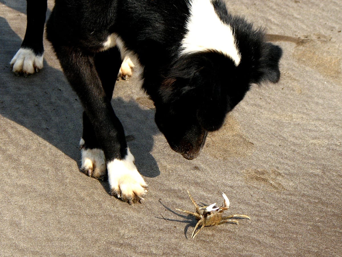 are raw crab bad for dogs