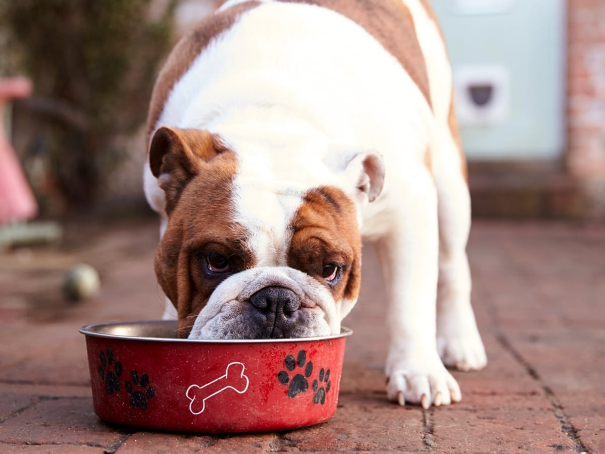 are raw cranberries safe for dogs