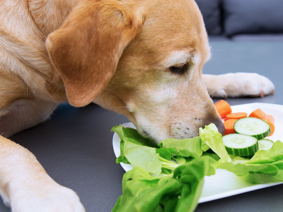 are cucumbers good for dogs