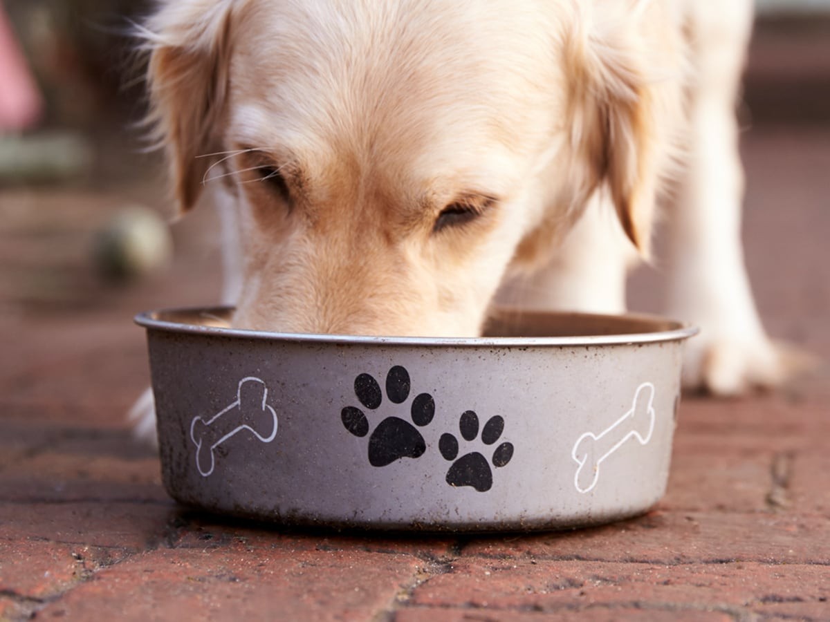 Can Dogs Eat Edamame? | Spot®