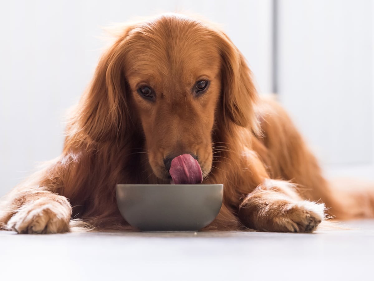 can you feed your dog raw eggplant