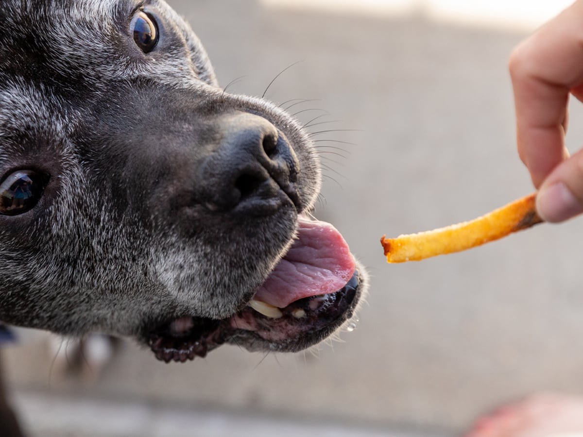 Can dogs best sale have french fries