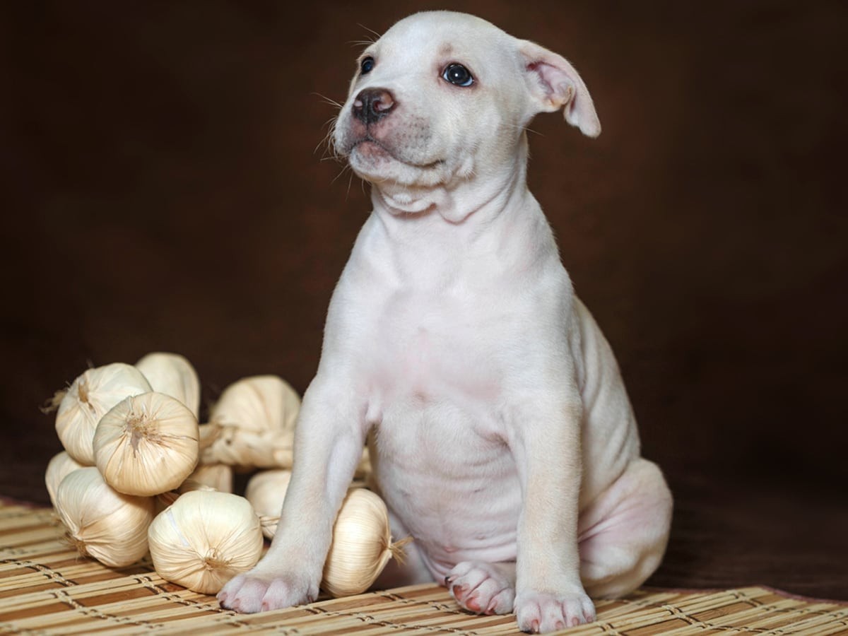 what are the signs of garlic poisoning in dogs