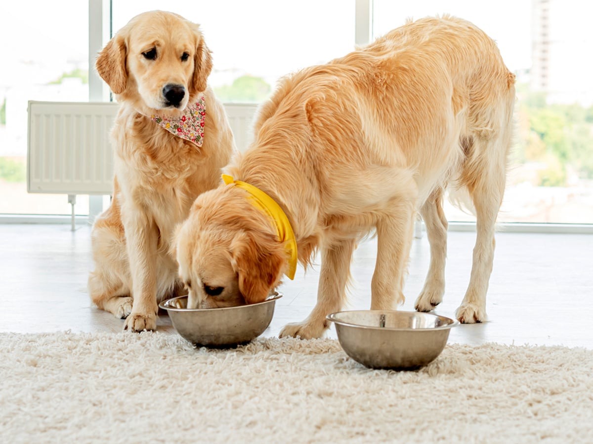 Can Dogs Eat Grits? | Spot®