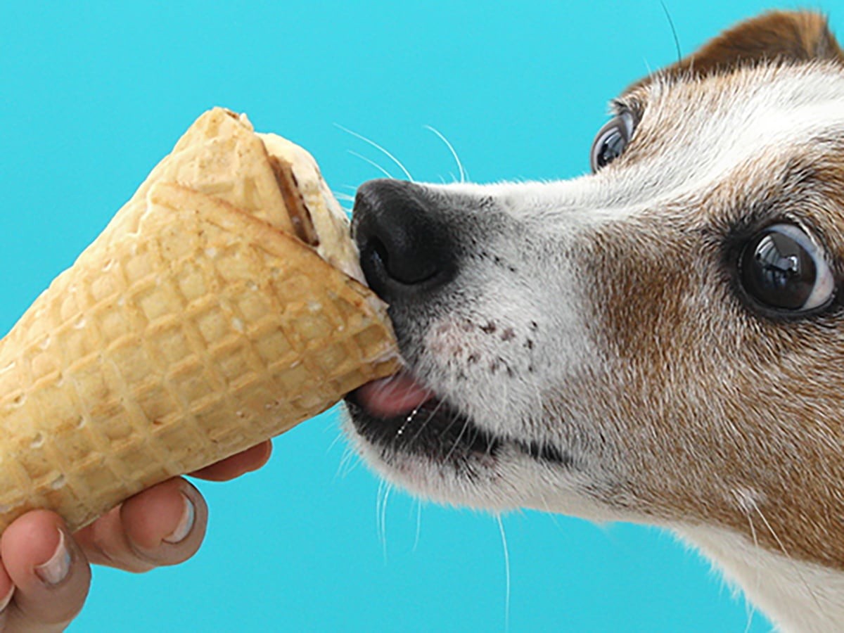 what happens if a dog licks chocolate ice cream