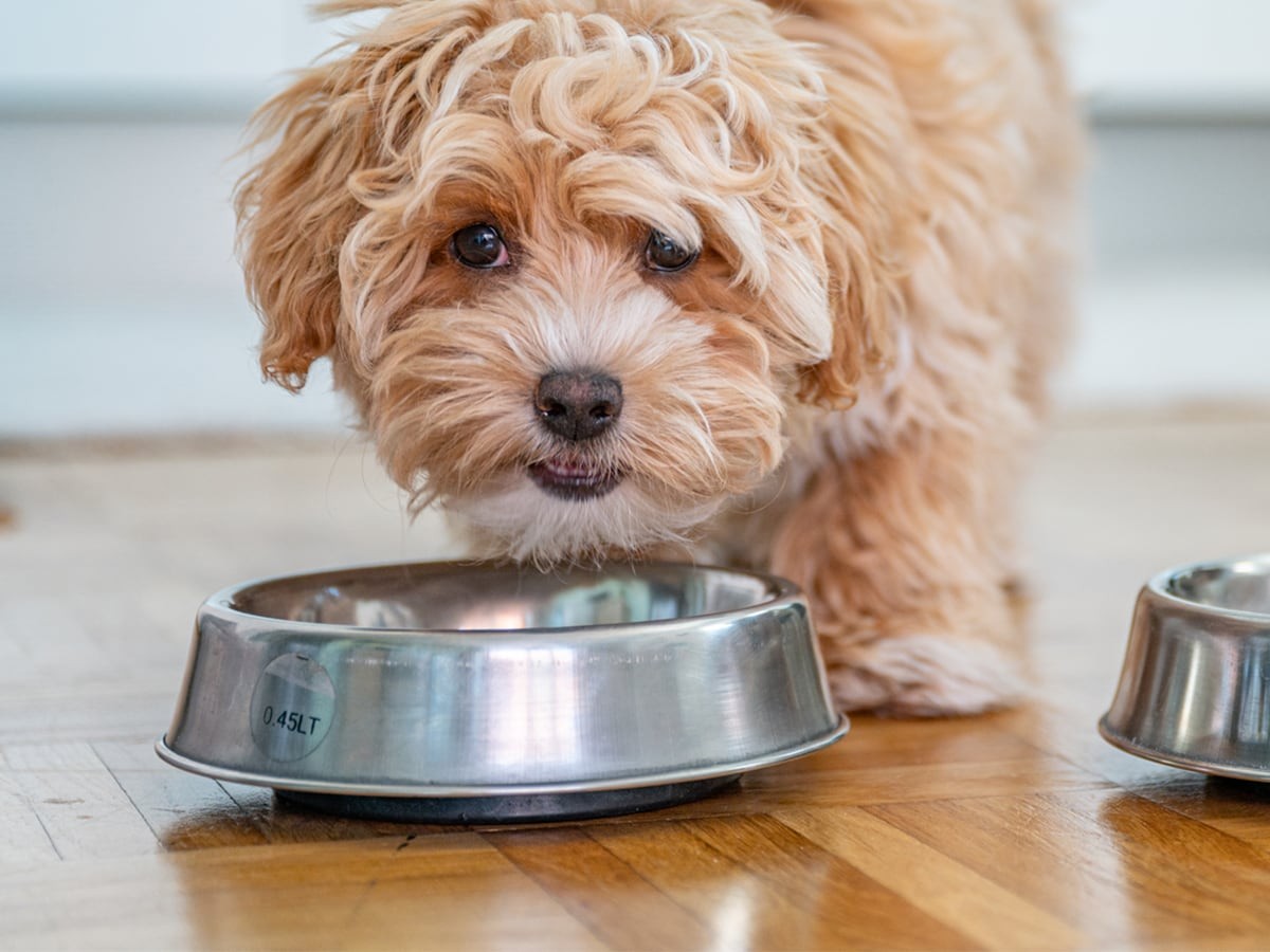 Can dogs 2025 eat butter beans