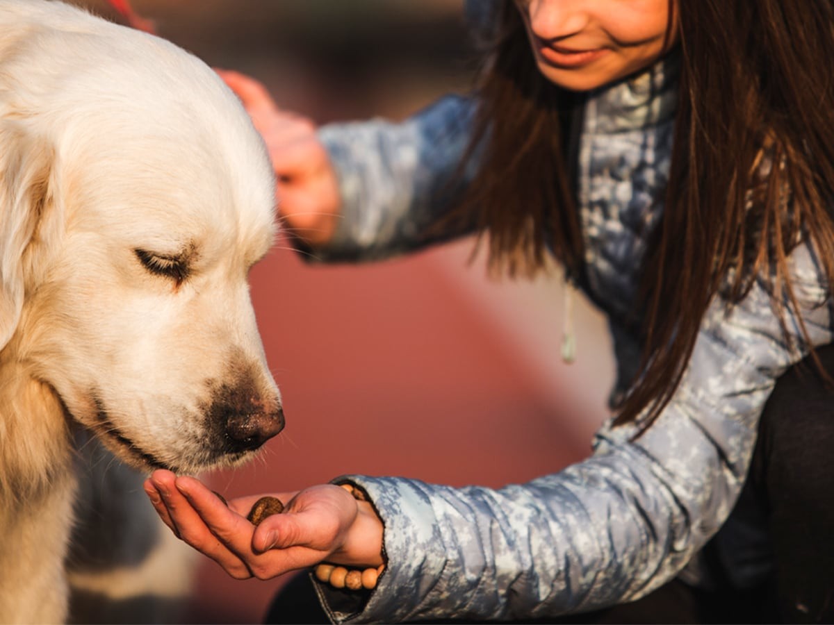 are pistachios safe to give to dogs