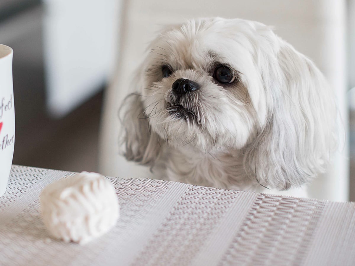 Dog ate outlet marshmallows