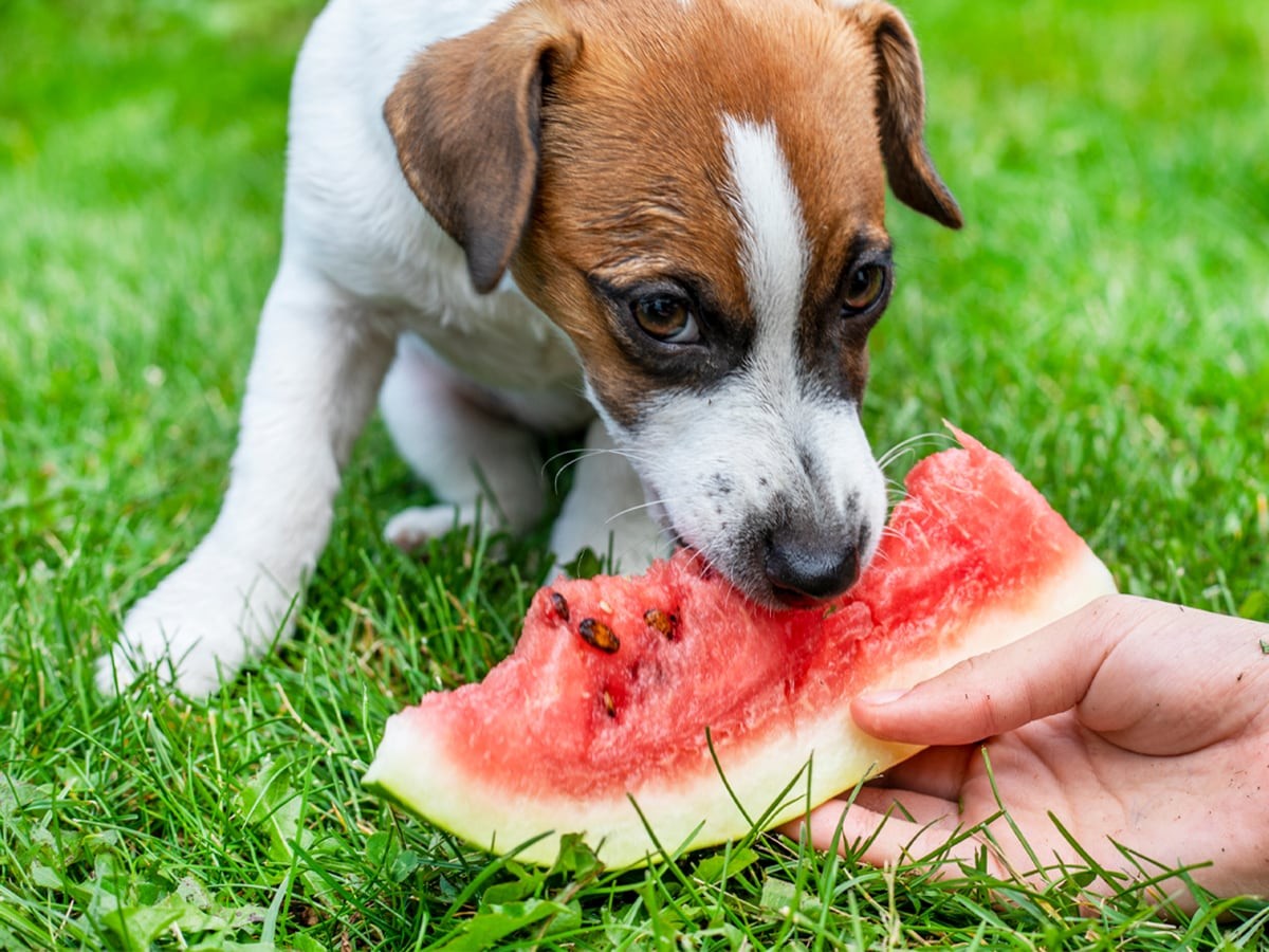 can dogs eat cantaloupe skin