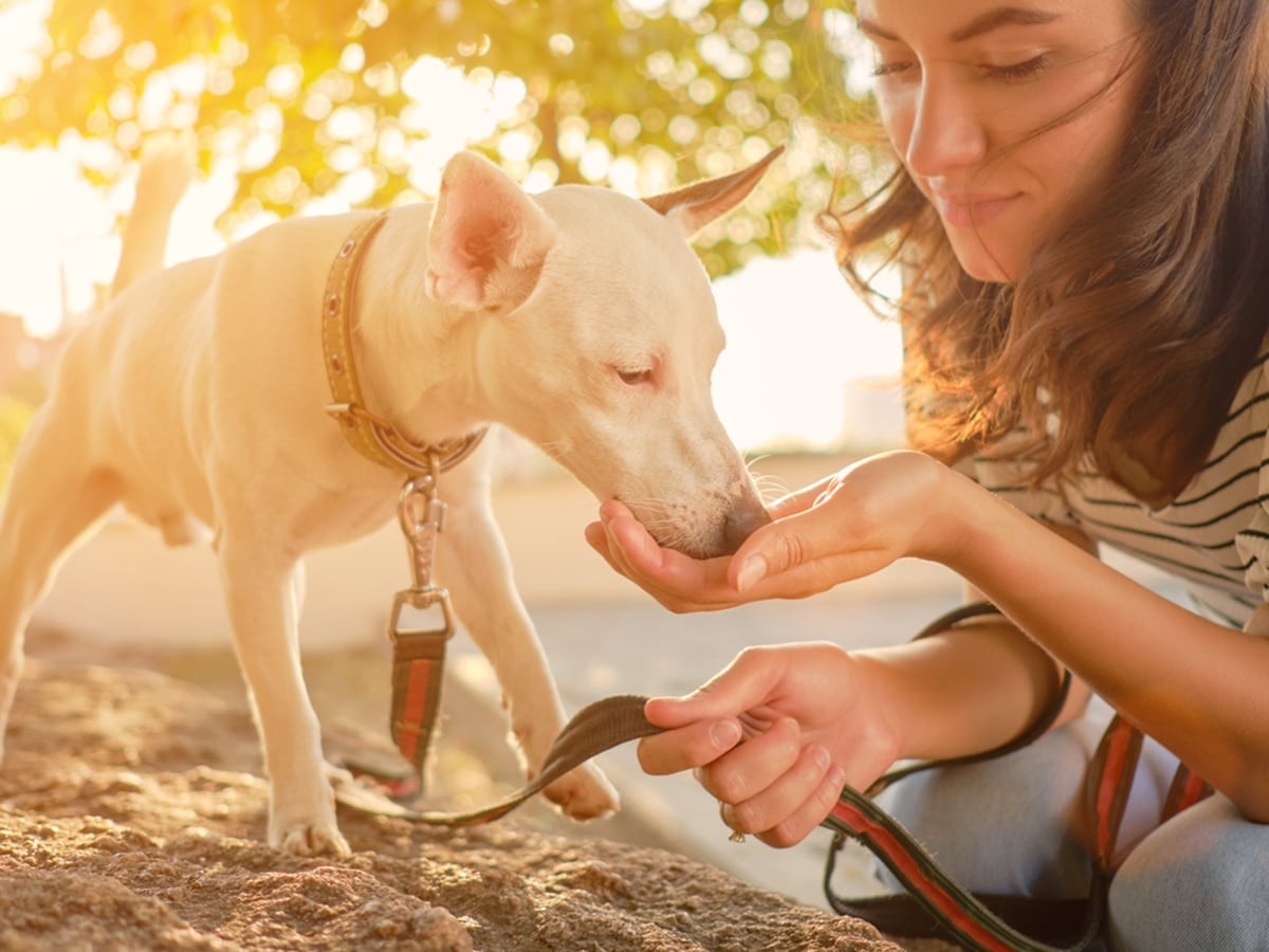 Are Nectarines Safe For Dogs To Eat