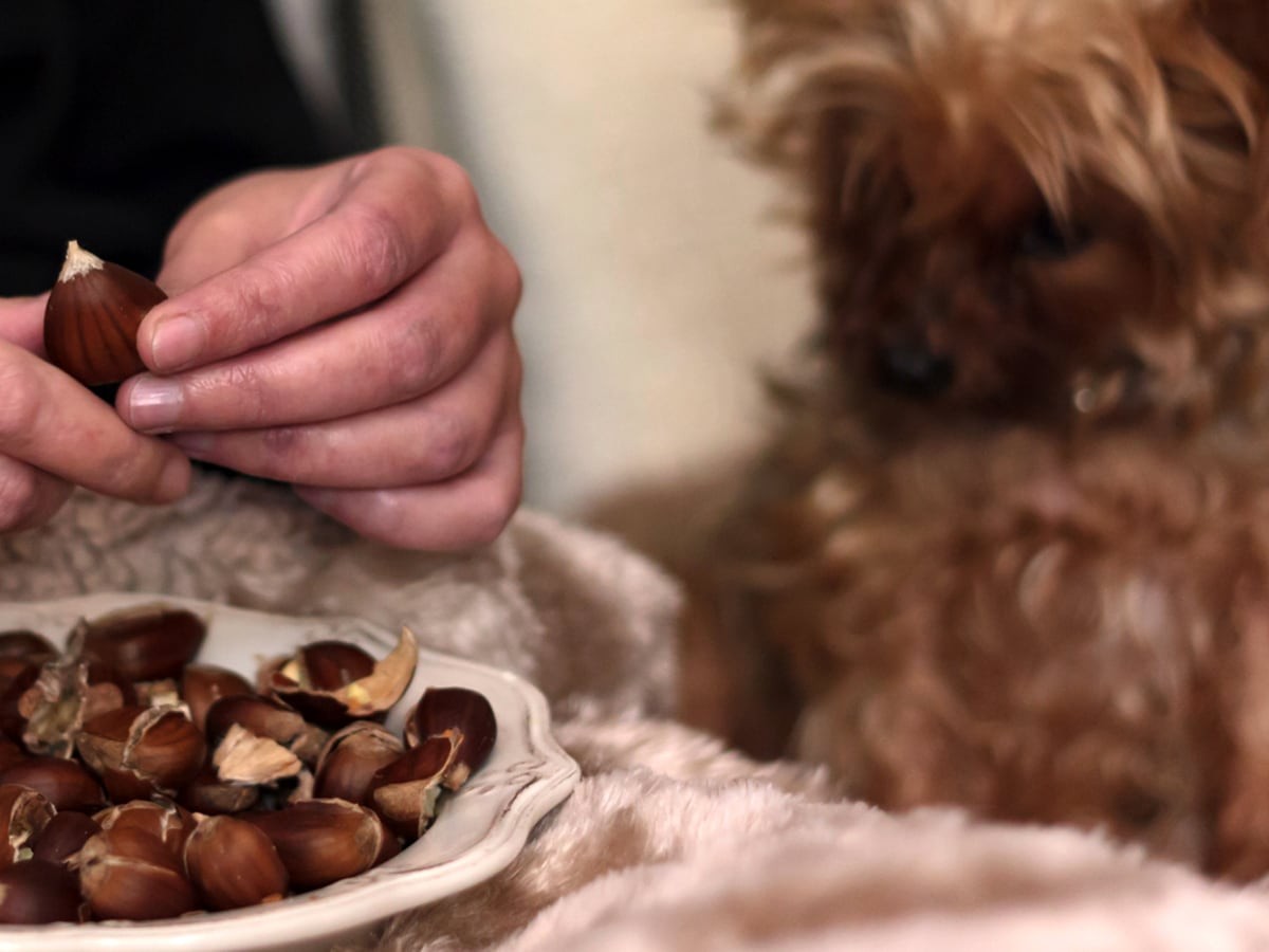 are choclate peanuts bad for dogs