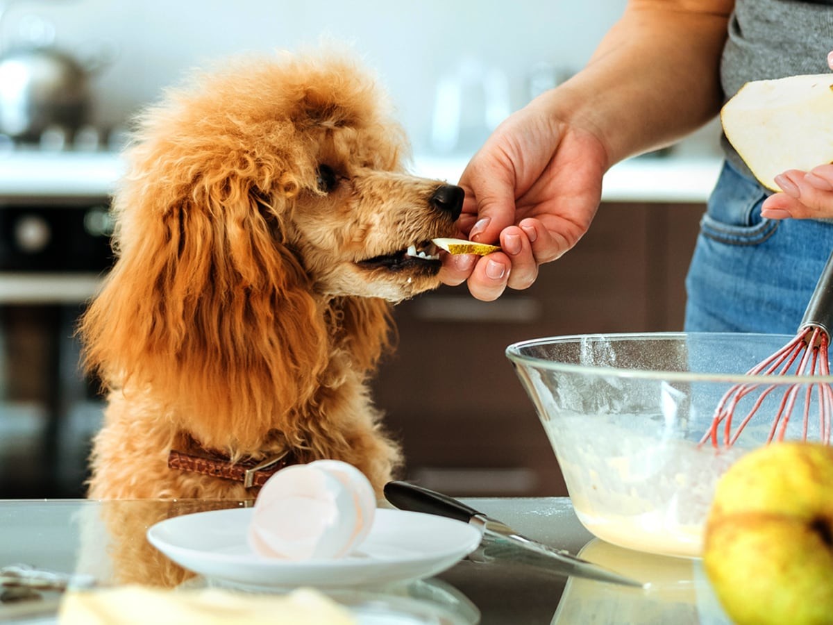 Can puppies eat pears best sale