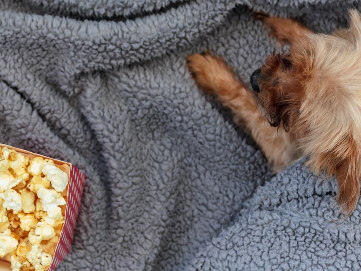 are popcorn kernels bad for dogs