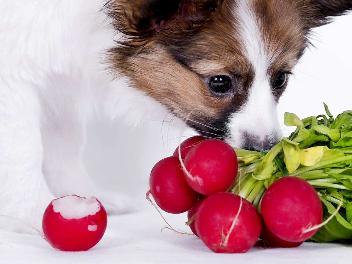 Do Dogs Need Vitamins? Here's What A Vet Thinks - DodoWell - The Dodo