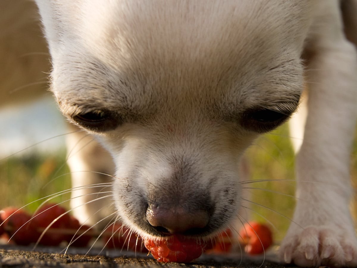 are dogs allowed raspberries