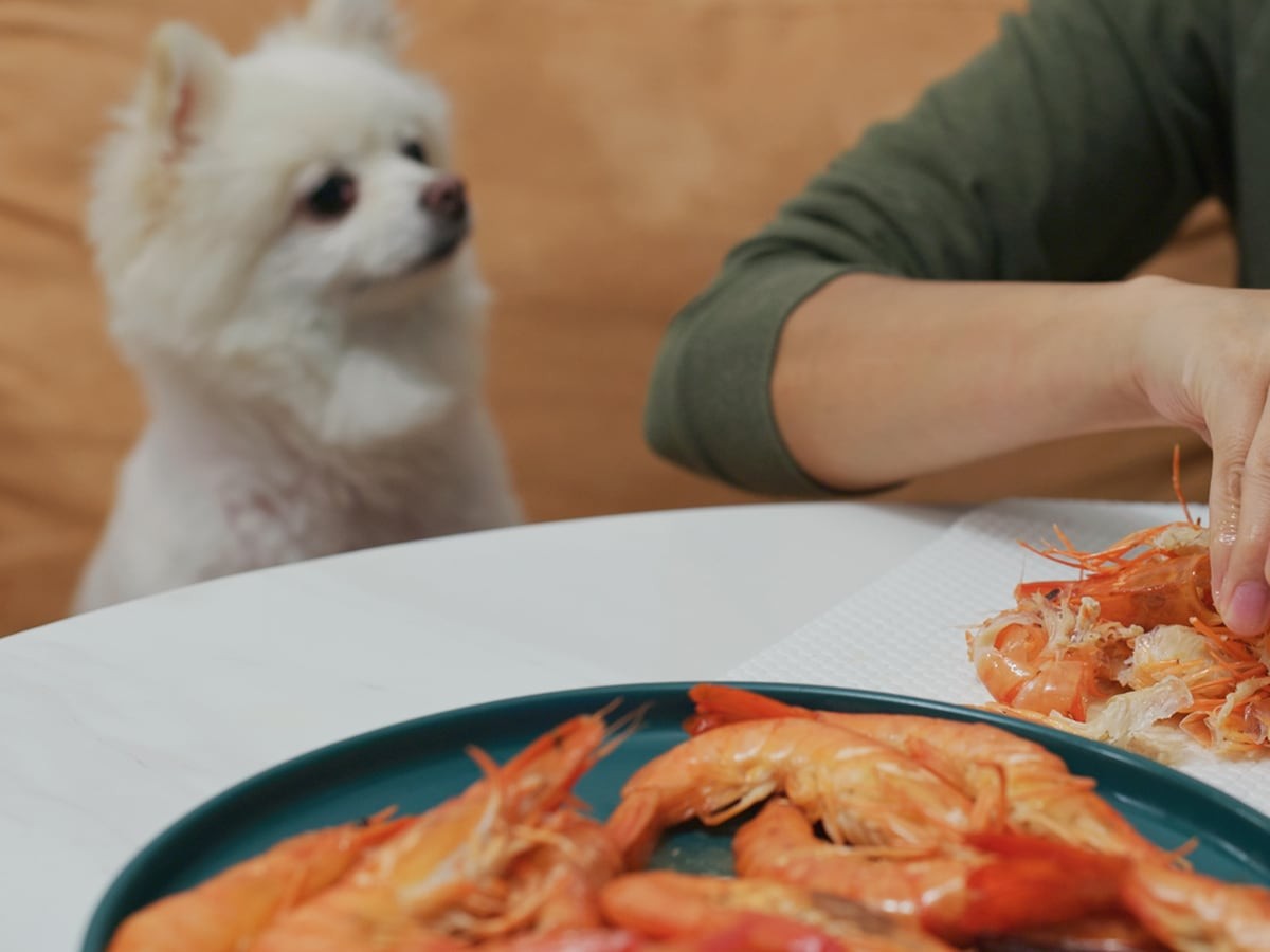 Can Dogs Eat Shrimp and Shrimp Tails | Spot