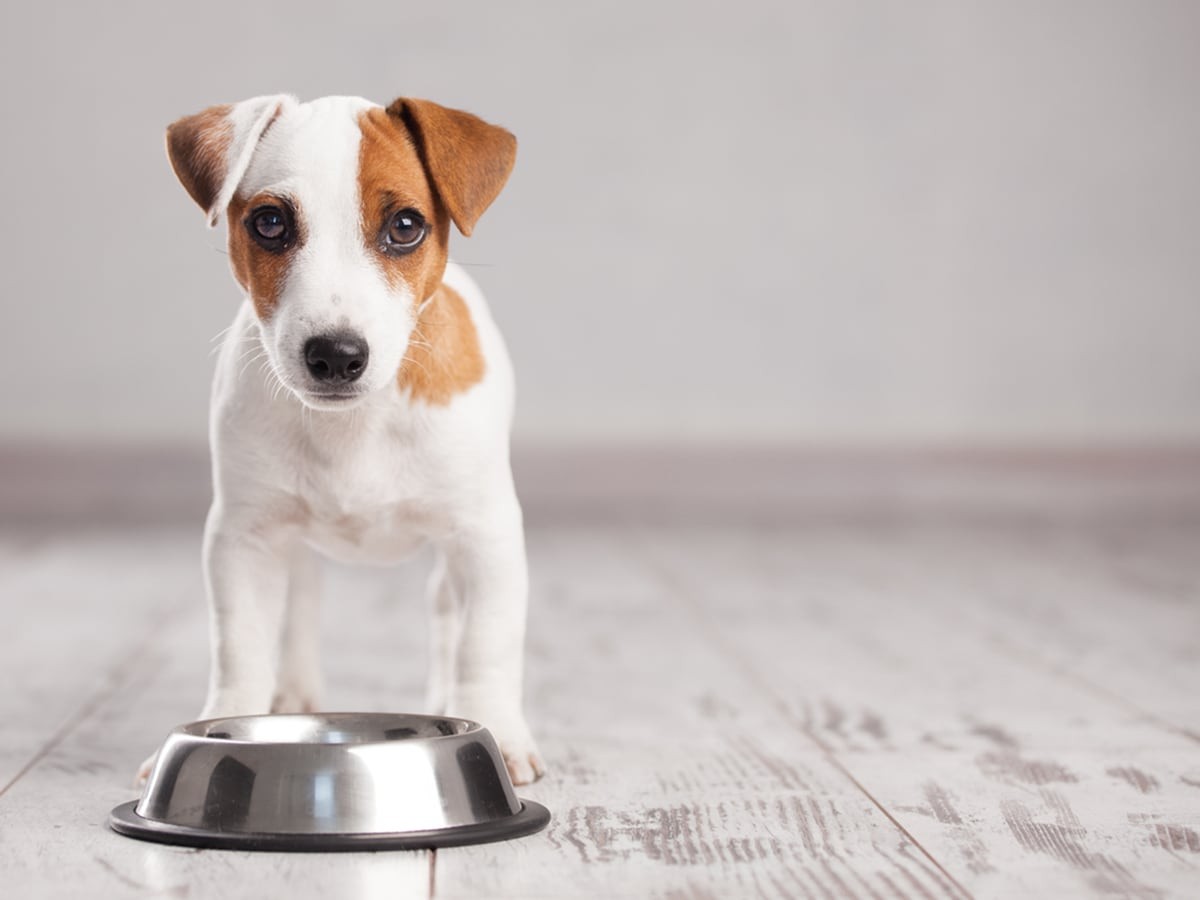 is sweet potato vine bad for dogs