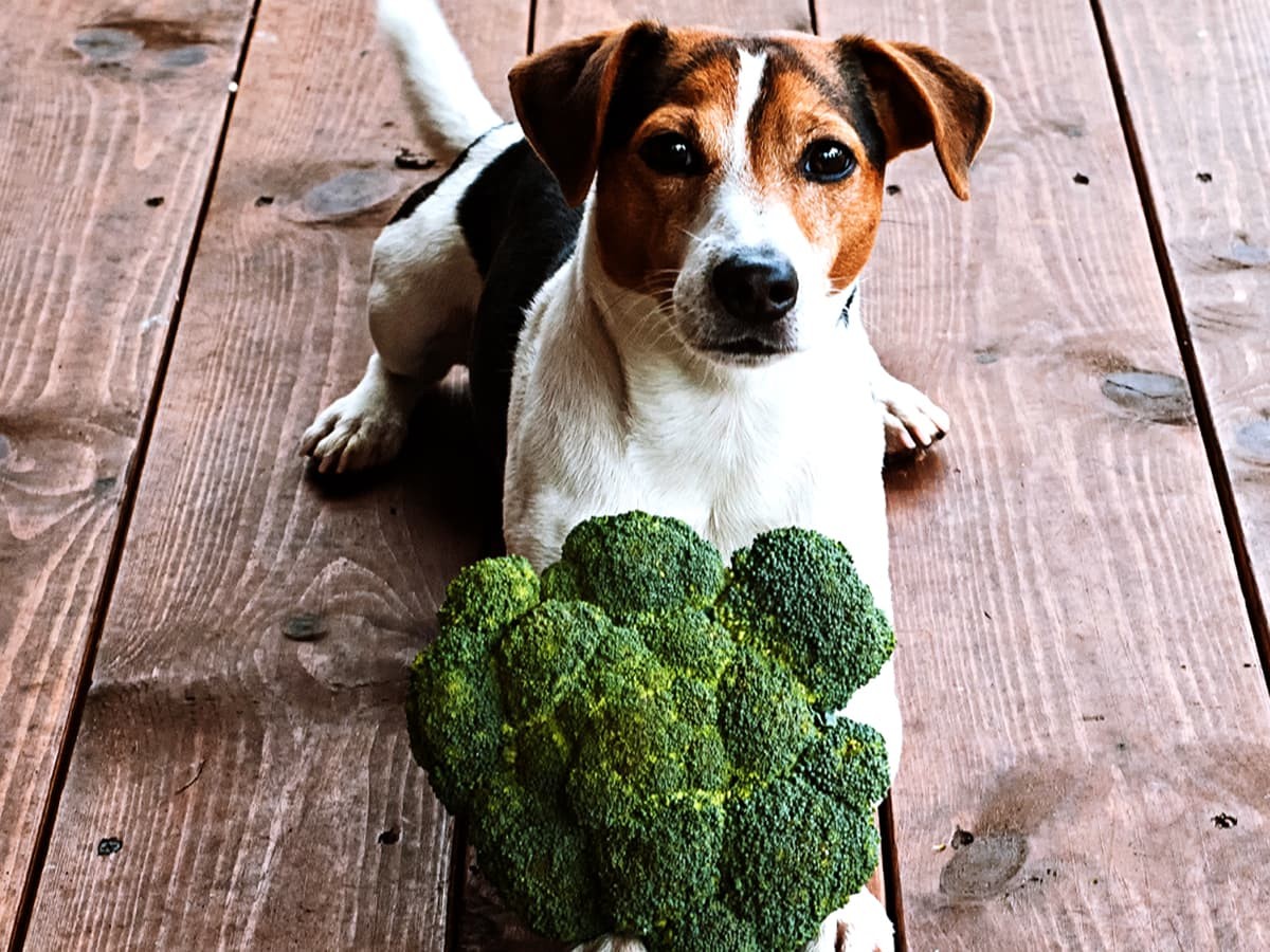 are dogs allowed broccoli