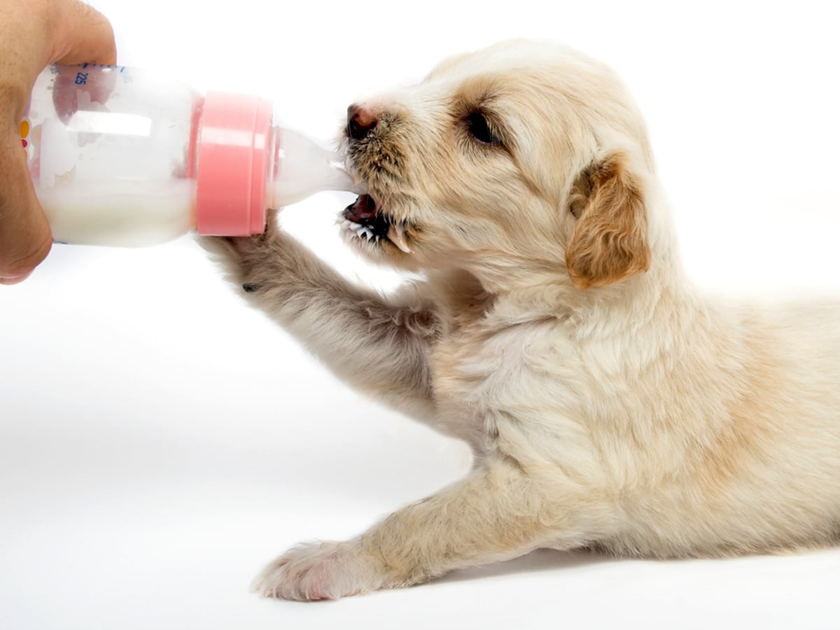 can 6 week old dog puppies have cow milk