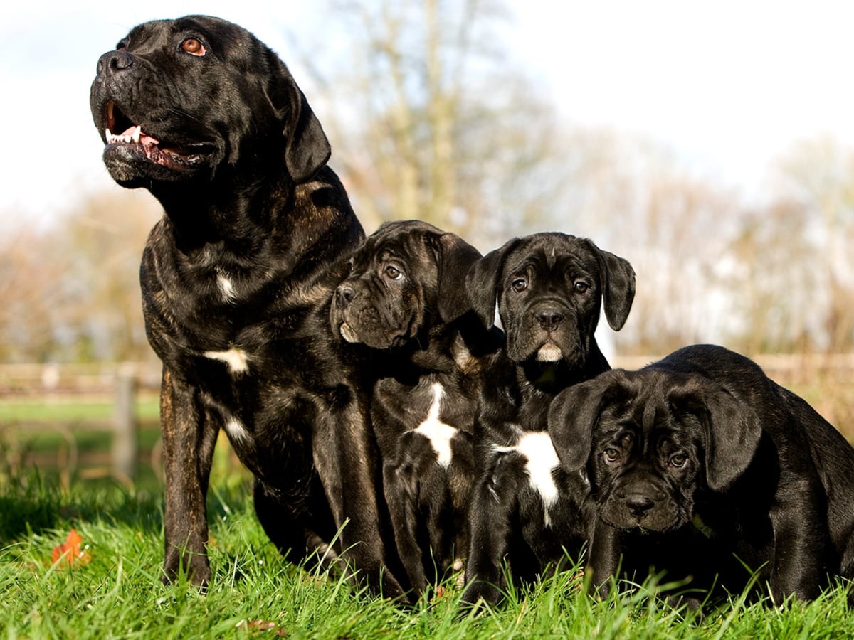 how big will my cane corso get
