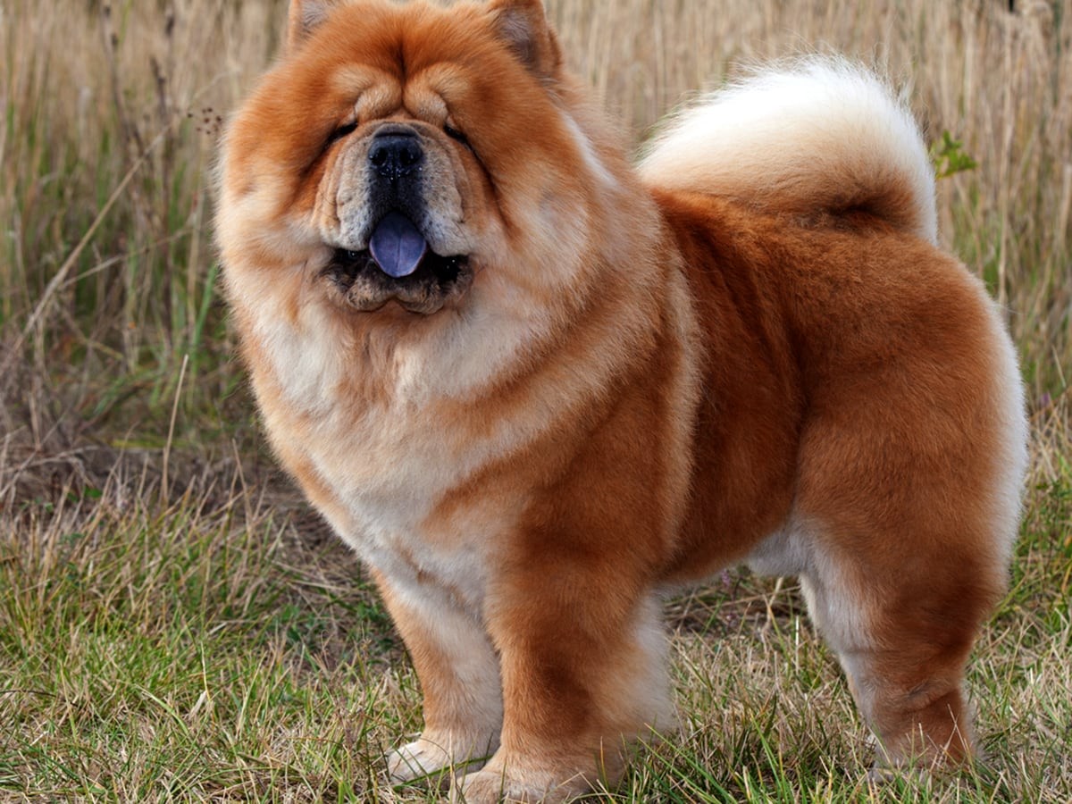Chow Chow Dog Breed Guide Spot Canada