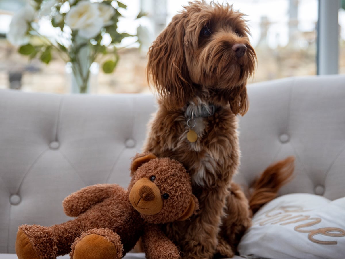 Teddy bear cockapoo online