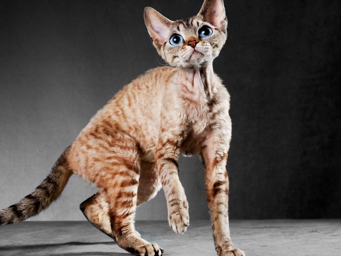 Profile, behavior, traits, lifespan, health, training, personality, groom, care, diet, and some interesting facts about Cornish Rex cat breed