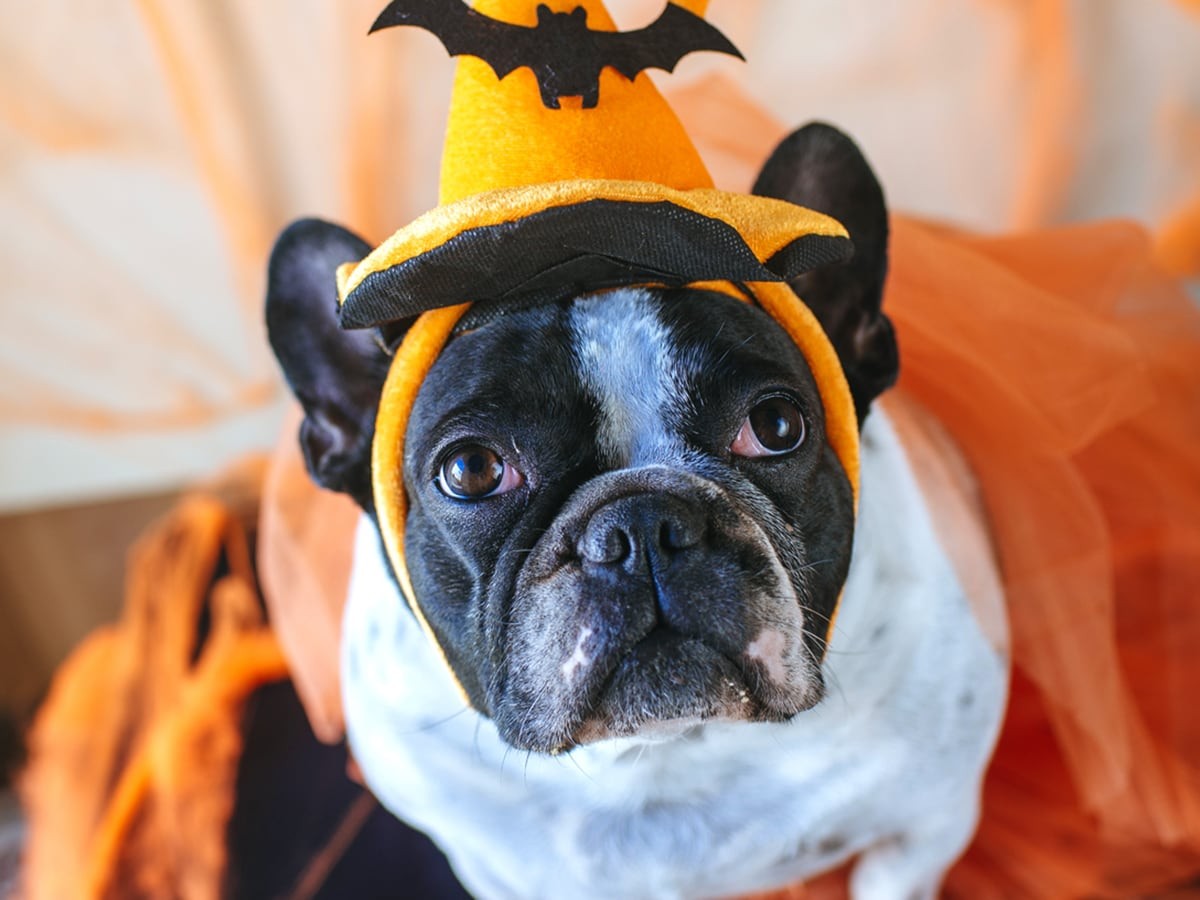 Is It Cruel to Put Clothes on Dogs? Spot Canada