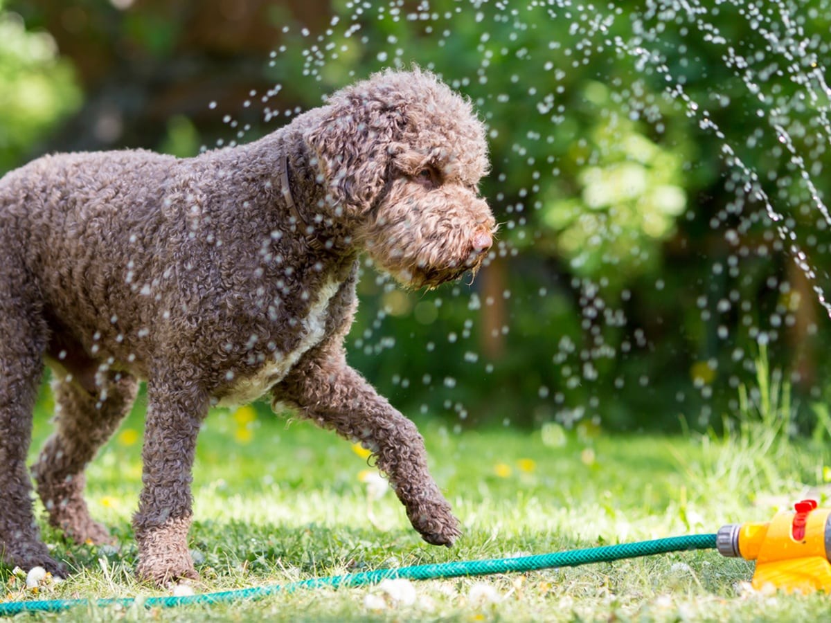 can humidity affect dogs