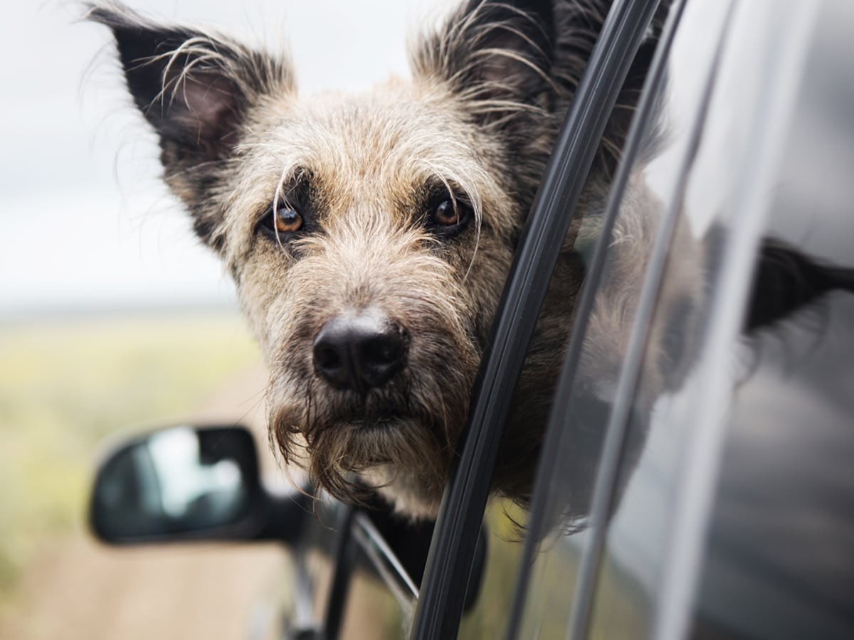 The Ultimate Guide to Taking Dogs on Road Trips Spot®